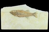 Fossil Fish (Mioplosus) - Uncommon Species #132872-1
